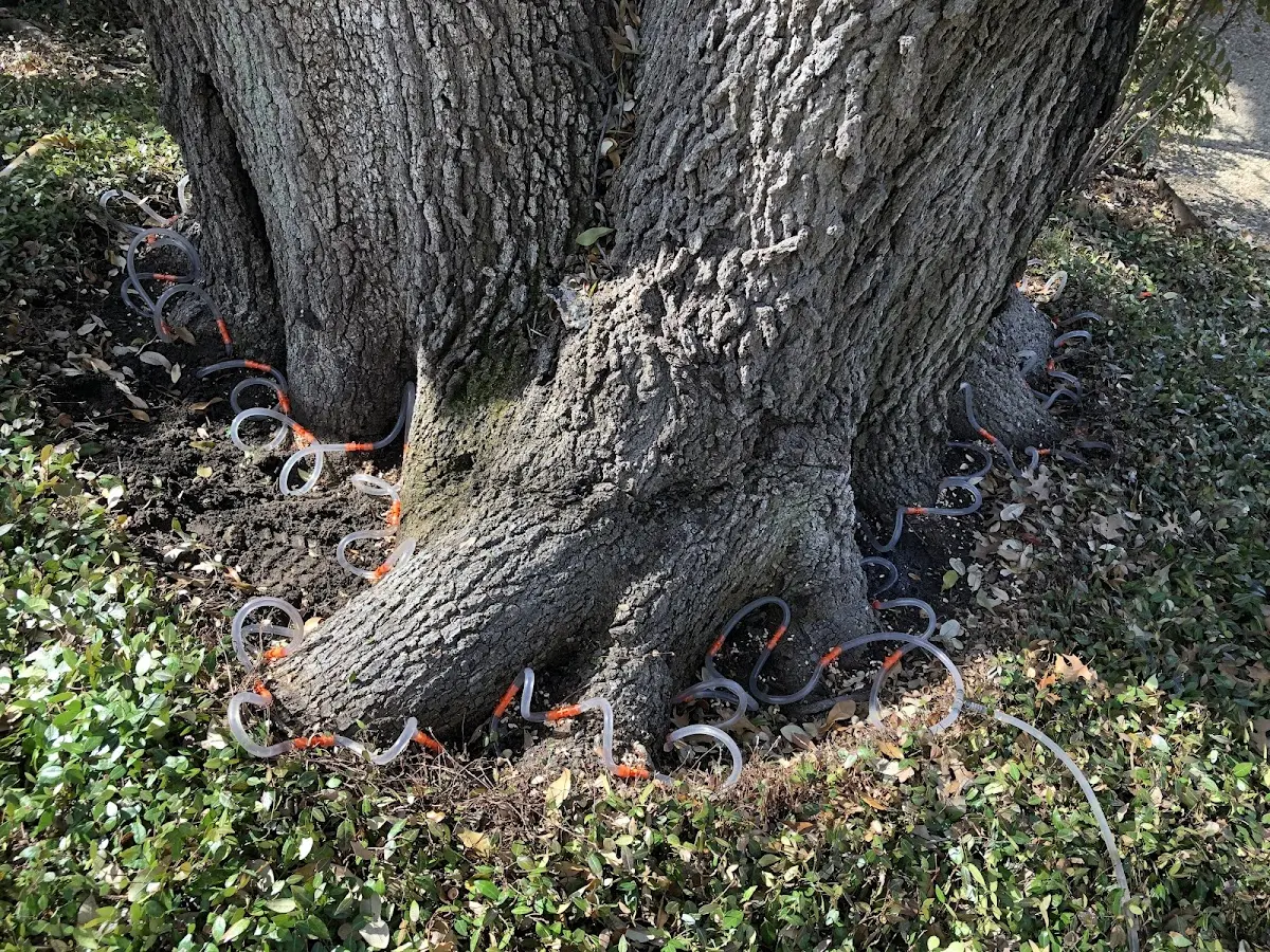 Detailed Tree Cabling and Bracing job site in North Pomfret