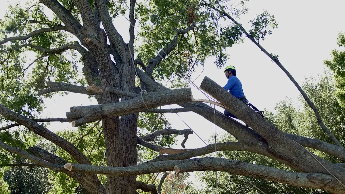 Professional Crown Thinning performed by certified arborists in North Pomfret