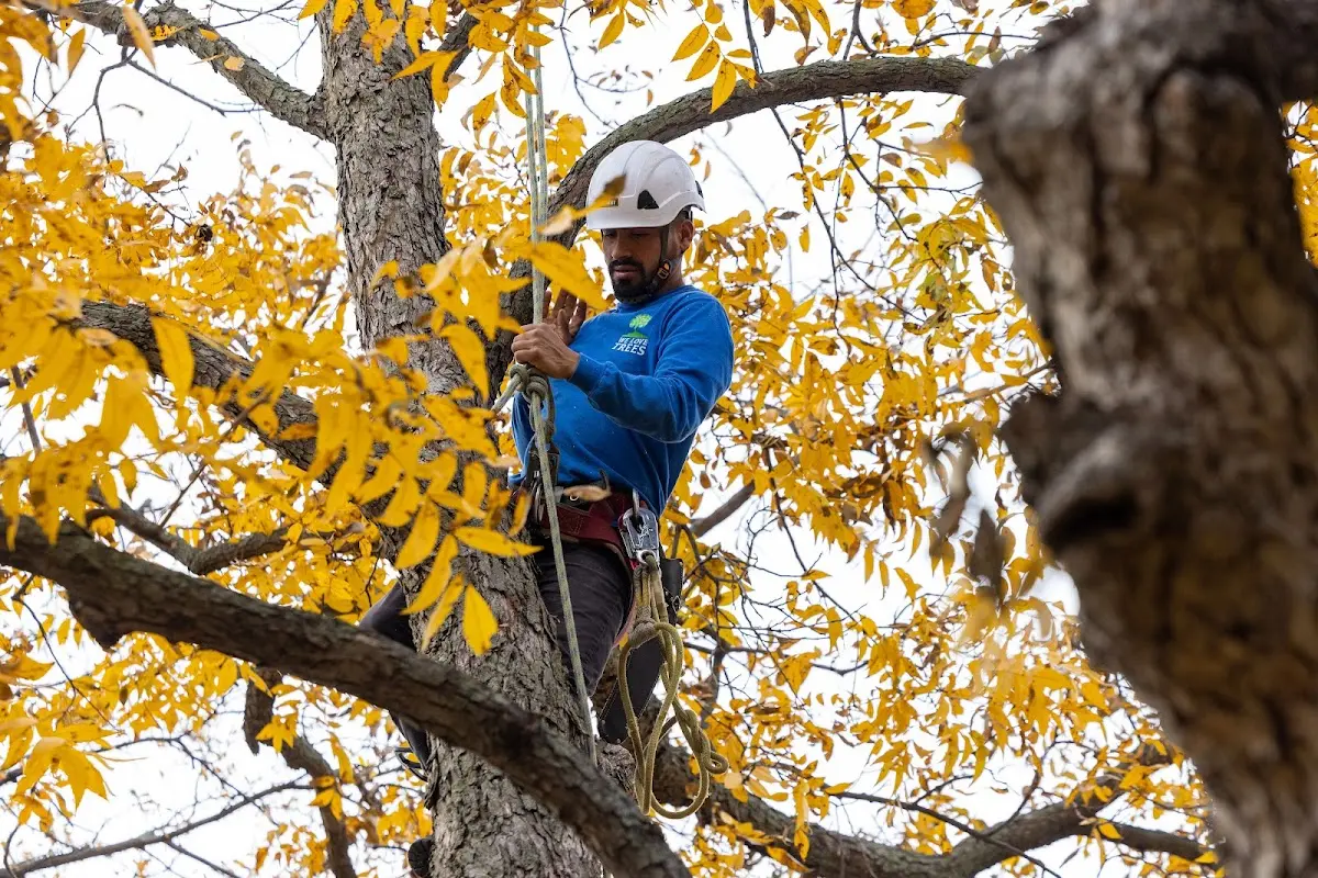 Skilled Tree Trimming crew working in North Pomfret